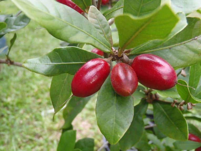 Miracle fruits or berries are produced by the plant Synsepalum dulcificum