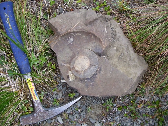 Chisel-edge rock hammer - Geologist's tool used for fossil hunting and rockhounding