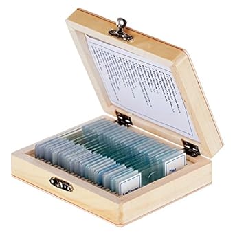 Glass slides used for microscopy with a wooden case